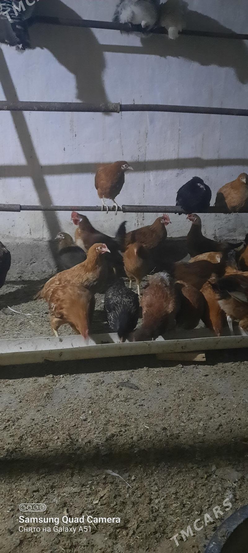 towuk jüje - Теджен - img 5