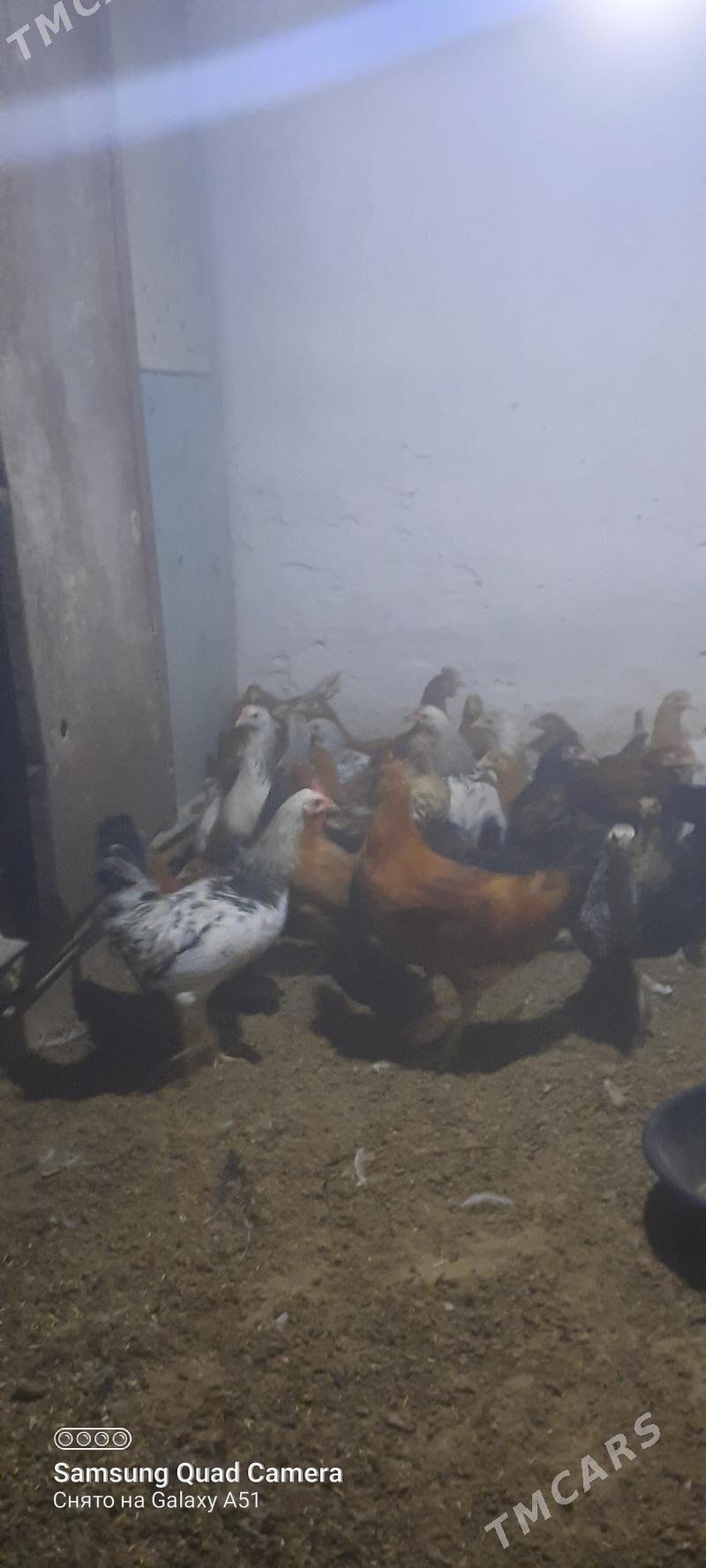 towuk jüje - Теджен - img 1