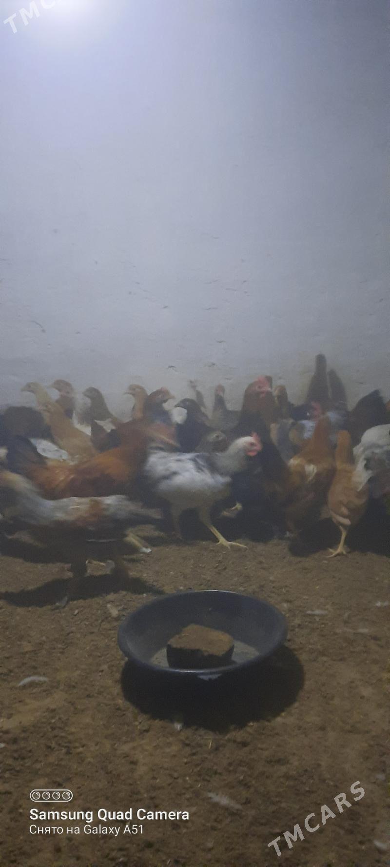 towuk jüje - Теджен - img 4