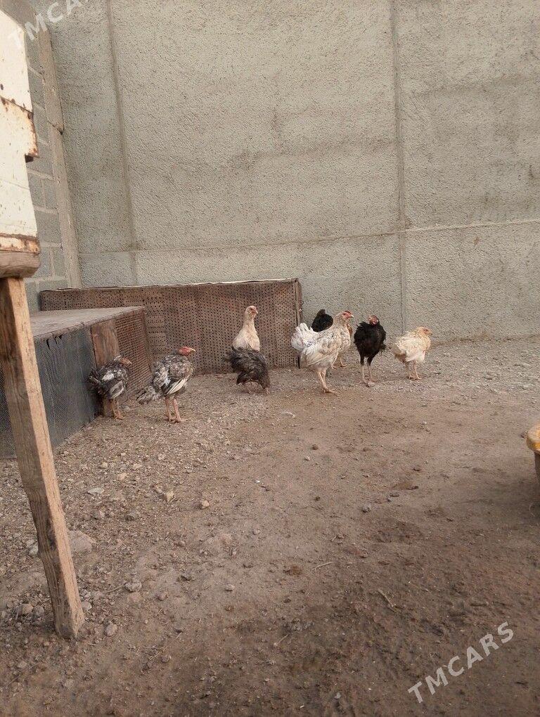 4aýlyk jüjeler - Gumdag - img 2