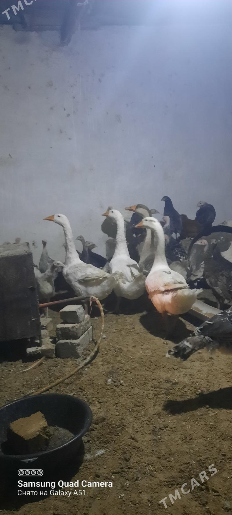 guss - Tejen - img 3