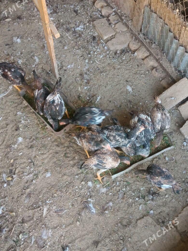 BAYCOWY. JUYJESI - Sakarçäge - img 4