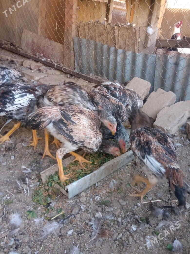 BAYCOWY. JUYJESI - Sakarçäge - img 1