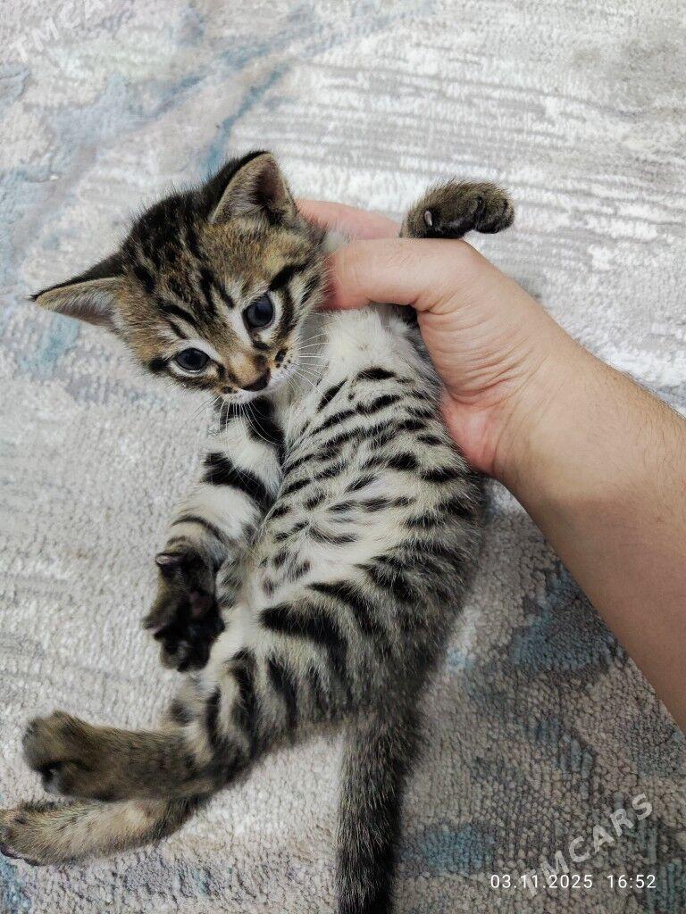 кот / pişik - Бузмеин - img 2