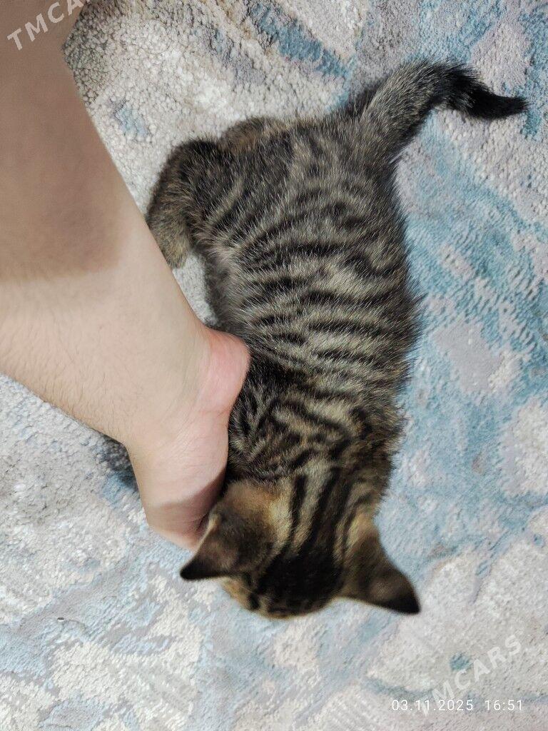 кот / pişik - Бузмеин - img 4