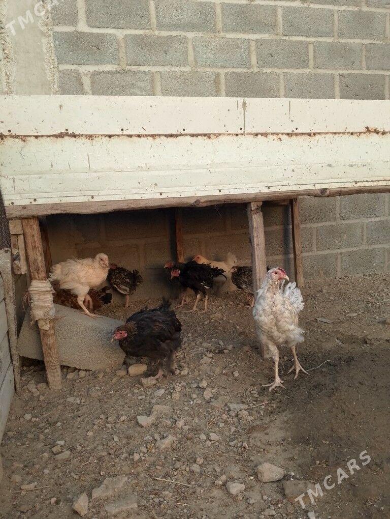 4aýlyk jüjeler - Gumdag - img 1