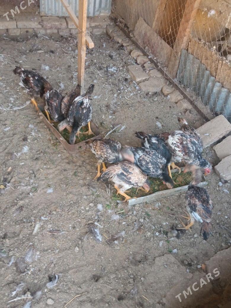 BAYCOWY. JUYJESI - Sakarçäge - img 6