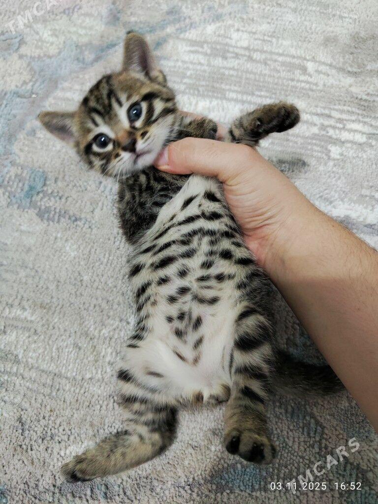 кот / pişik - Бузмеин - img 1