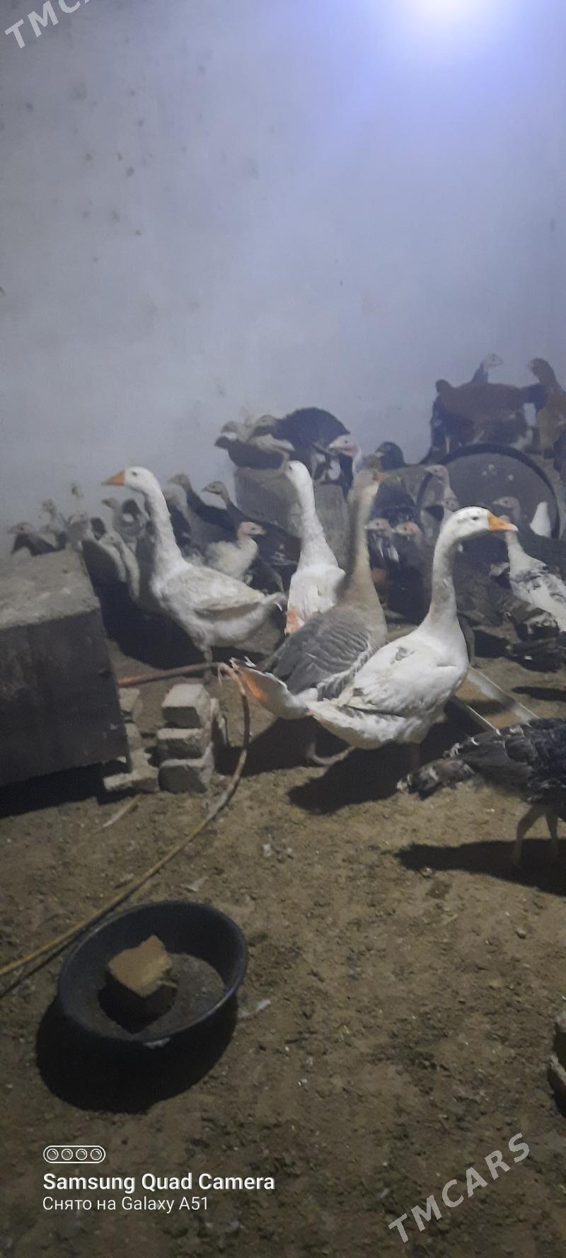 guss - Tejen - img 2