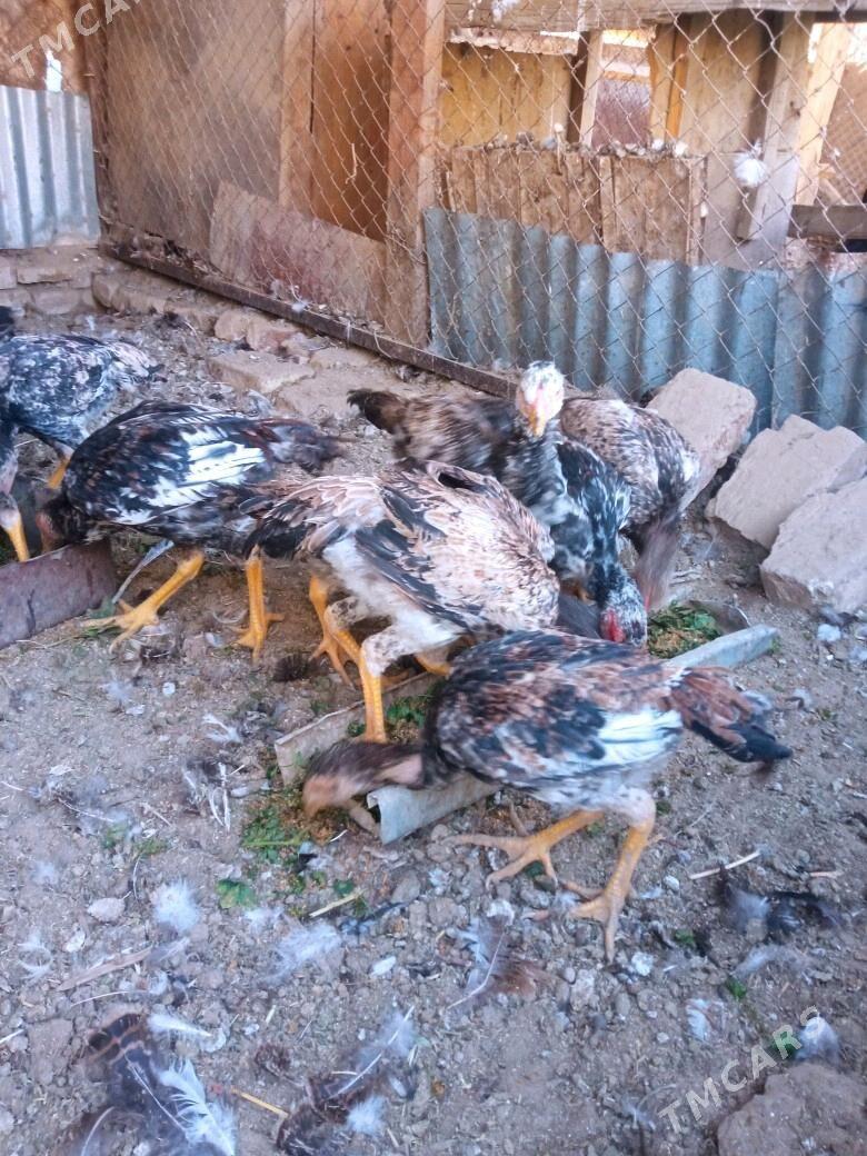 BAYCOWY. JUYJESI - Sakarçäge - img 3