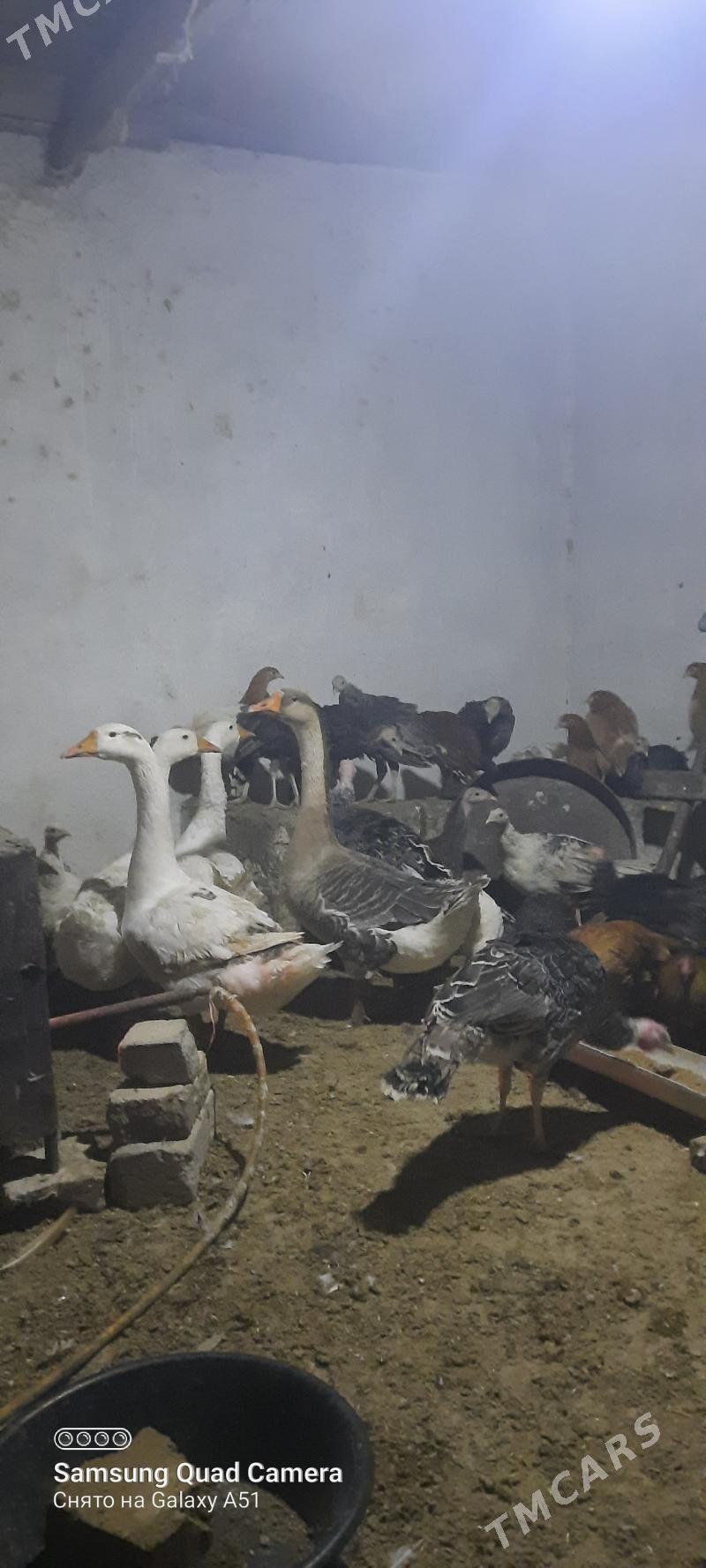 guss - Tejen - img 1