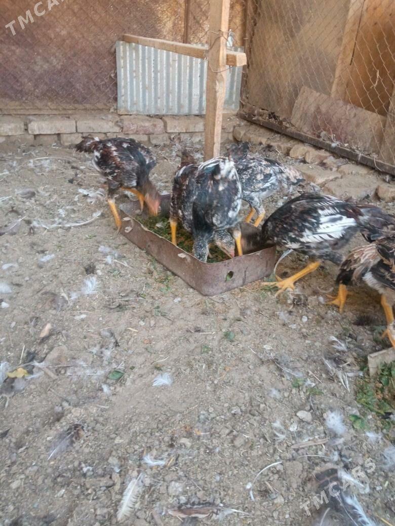 BAYCOWY. JUYJESI - Sakarçäge - img 2