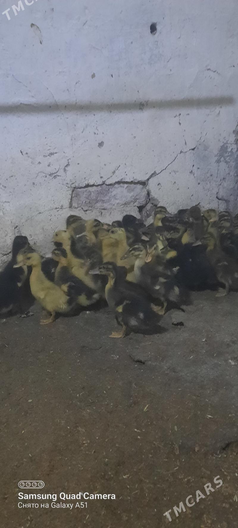 gaz jüje - Tejen - img 1