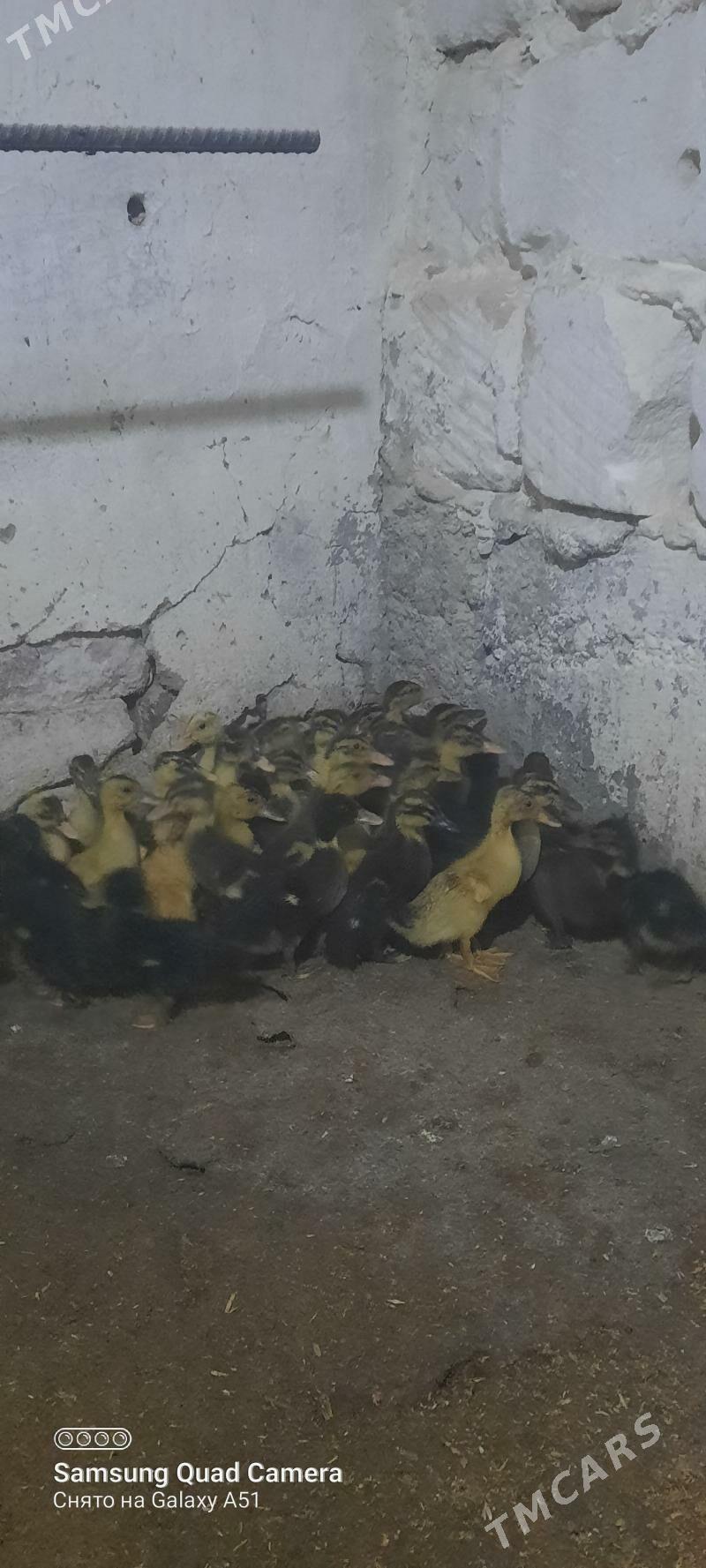 gaz jüje - Tejen - img 2