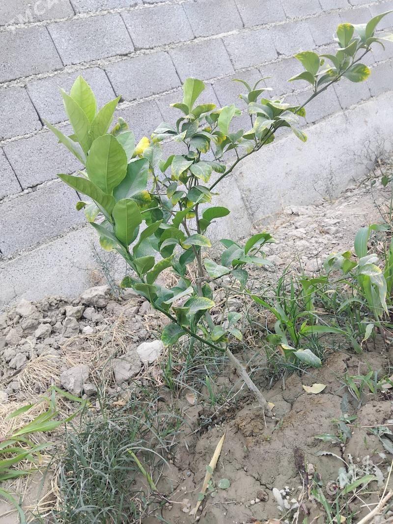 Limon şitil - Бахарден - img 7