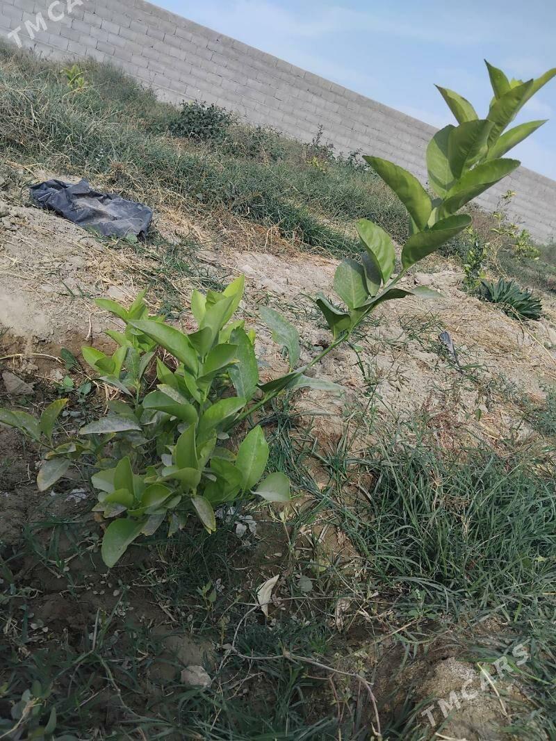 Limon şitil - Бахарден - img 6