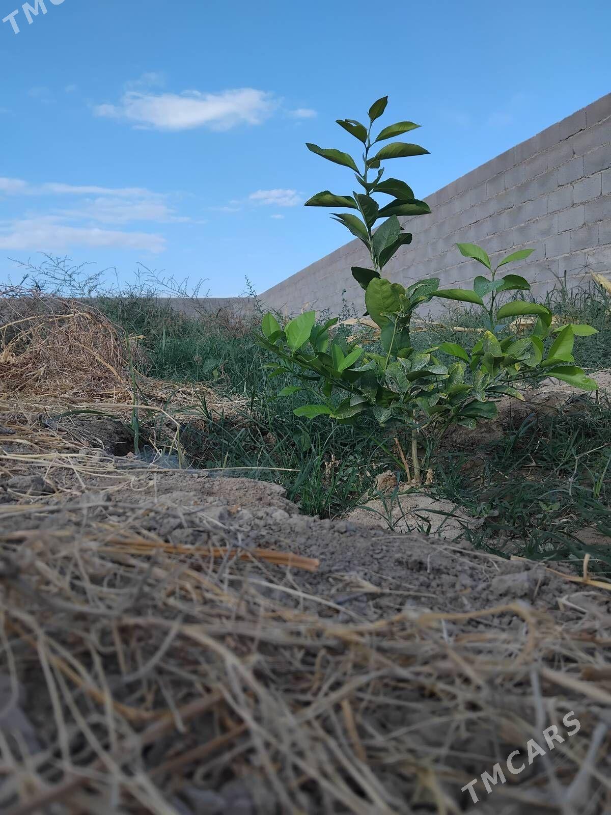 Limon şitil - Бахарден - img 5