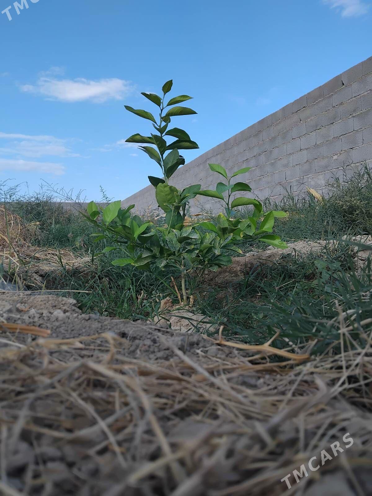 Limon şitil - Бахарден - img 1