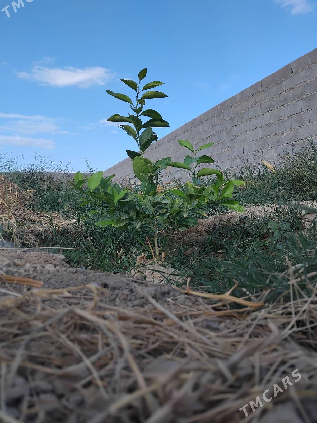 Limon şitil - Бахарден - img 4