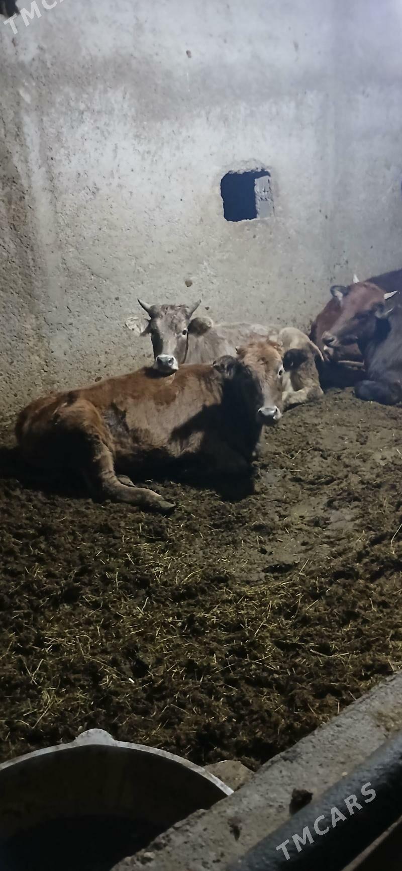 Tuwe - Бузмеин - img 2