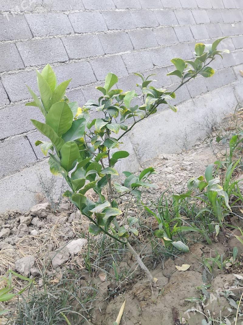 Limon şitil - Бахарден - img 2