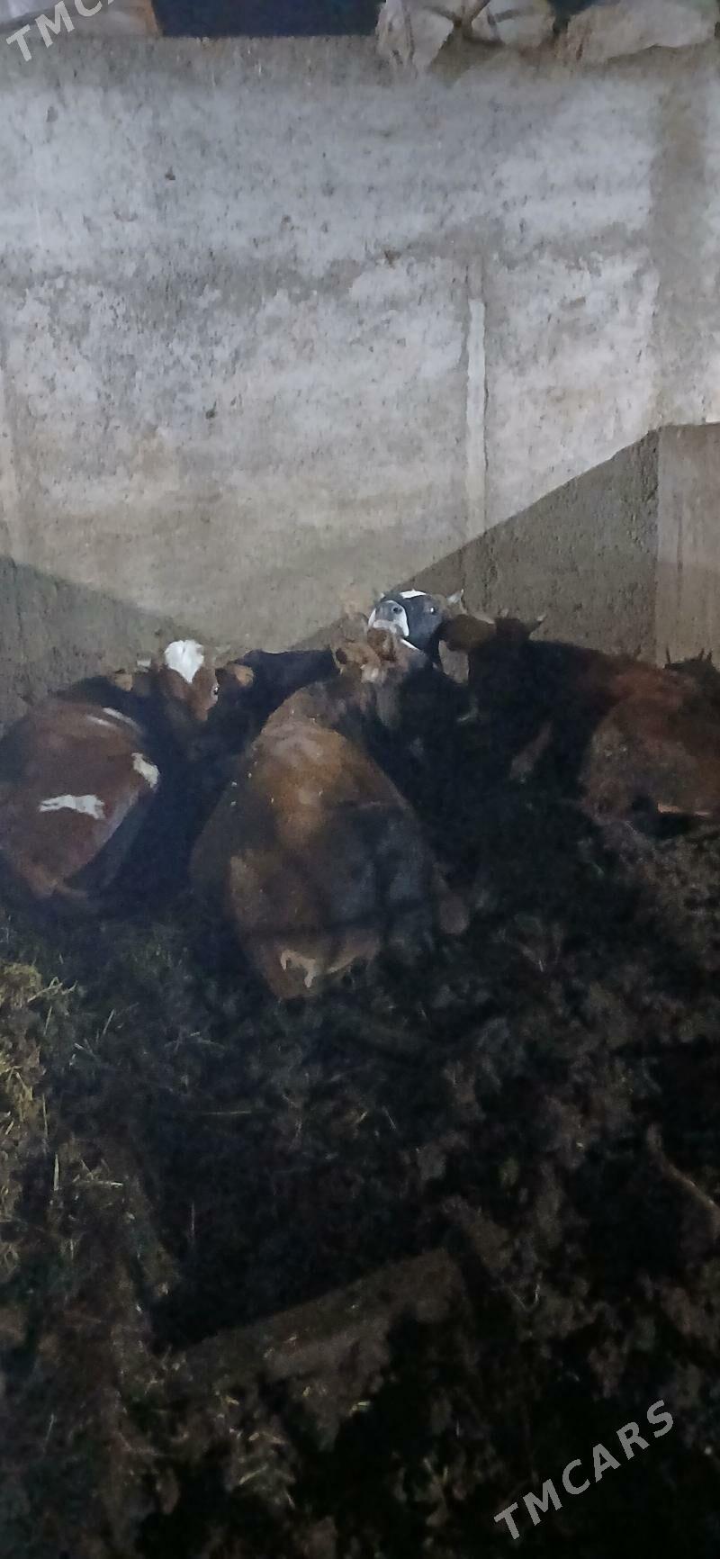 Tuwe - Бузмеин - img 4