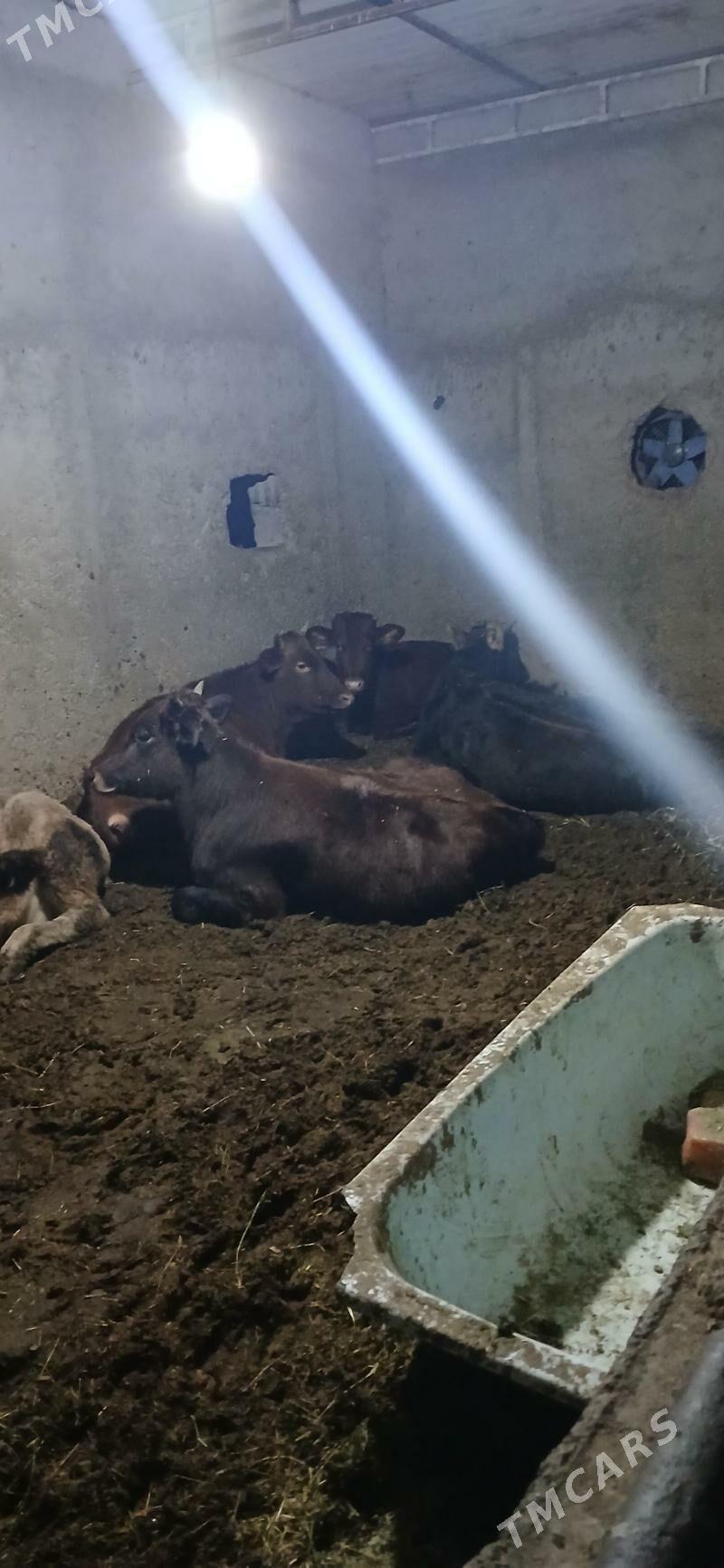 Tuwe - Бузмеин - img 3