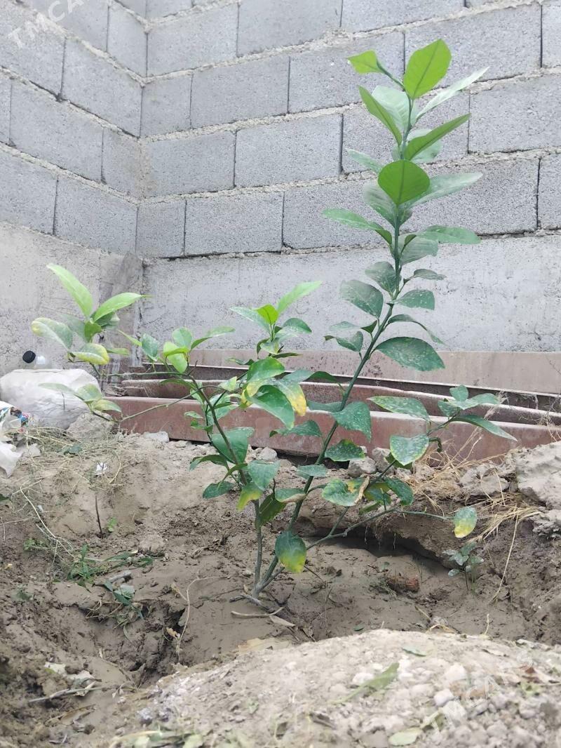 Limon şitil - Бахарден - img 3