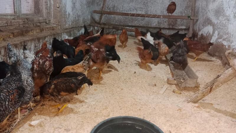 juyje tovuk - Гурбансолтан Едже - img 3