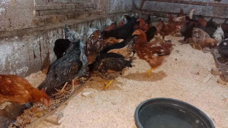 juyje tovuk - Гурбансолтан Едже - img 2