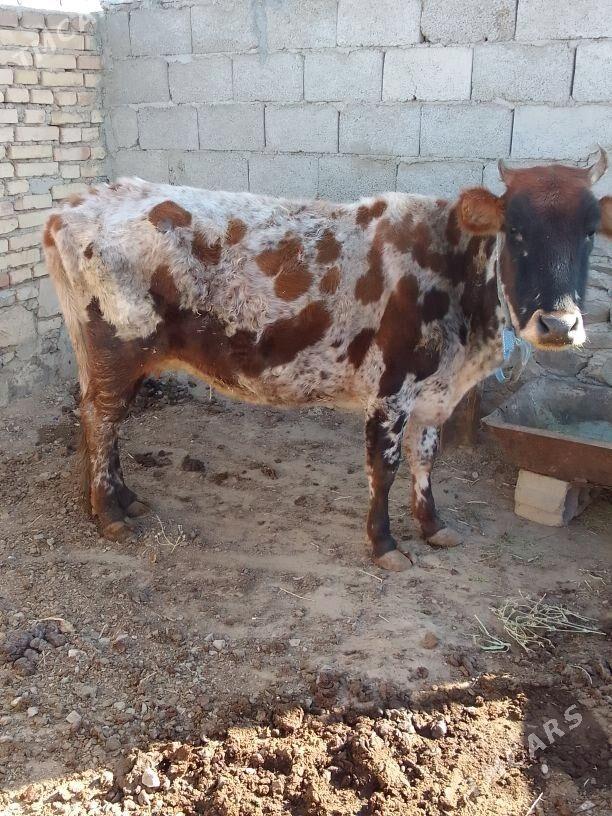 Gysyrsygyr - Берекет - img 3