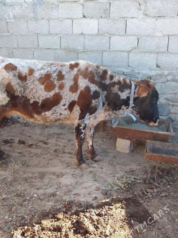 Gysyrsygyr - Берекет - img 2