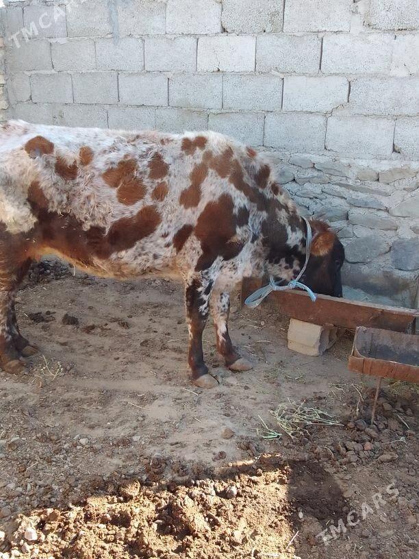 Gysyrsygyr - Берекет - img 1