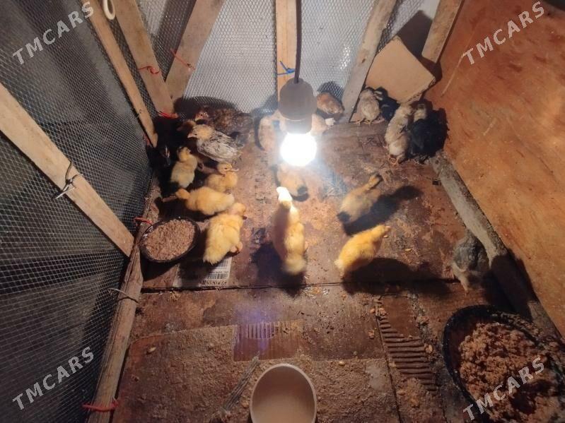 Ördek juje gak gak - Balkanabat - img 6