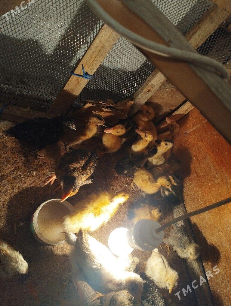 Ördek juje gak gak - Balkanabat - img 3