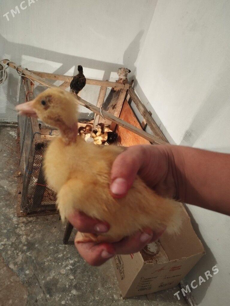 Ördek juje gak gak - Balkanabat - img 1