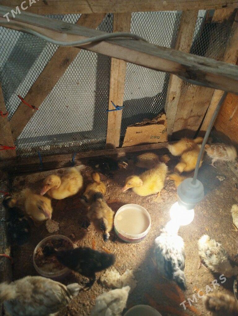 Ördek juje gak gak - Balkanabat - img 4