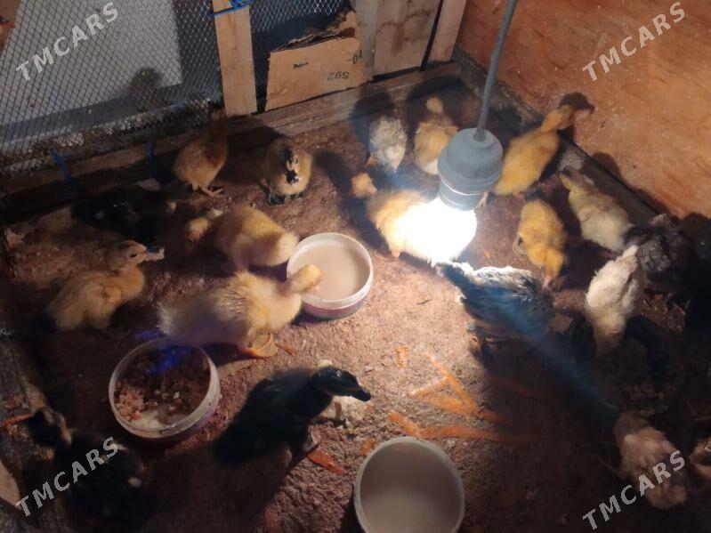 Ördek juje gak gak - Balkanabat - img 9