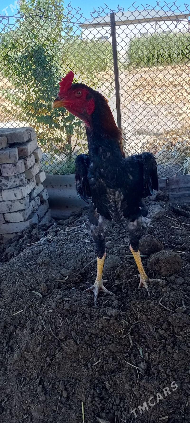 Horaz - Шабатский этрап - img 4