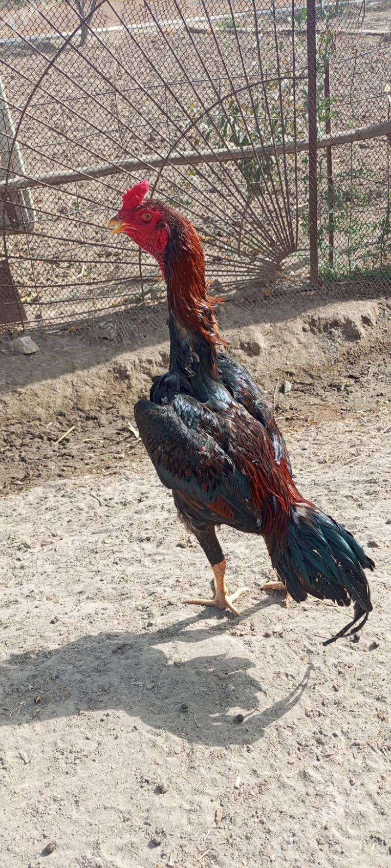 Horaz - Шабатский этрап - img 3