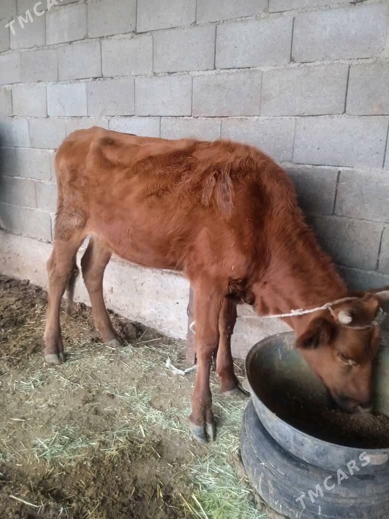 Gysyr Tüwe - Bäherden - img 2