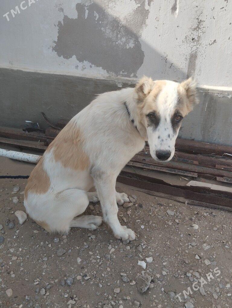 Alabaý - Gumdag - img 5