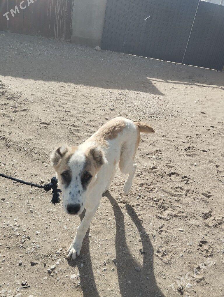 Alabaý - Gumdag - img 4