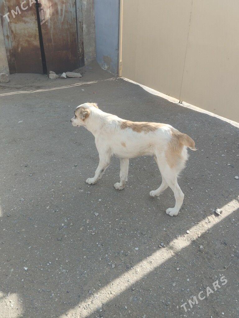 Alabaý - Gumdag - img 1