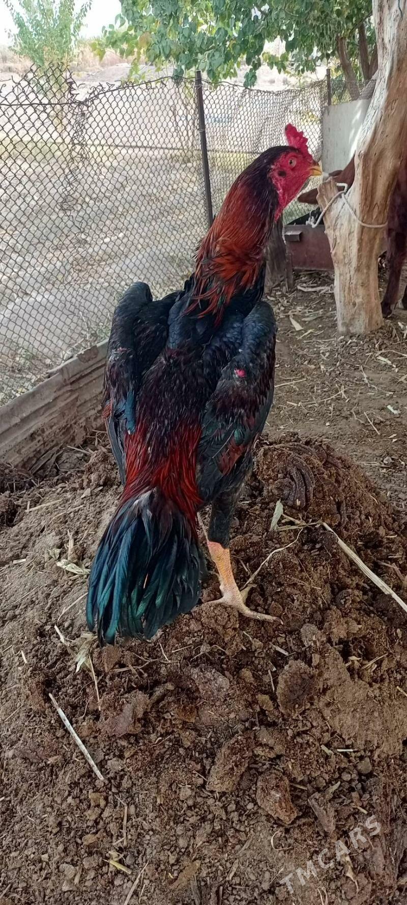 Horaz - Шабатский этрап - img 2