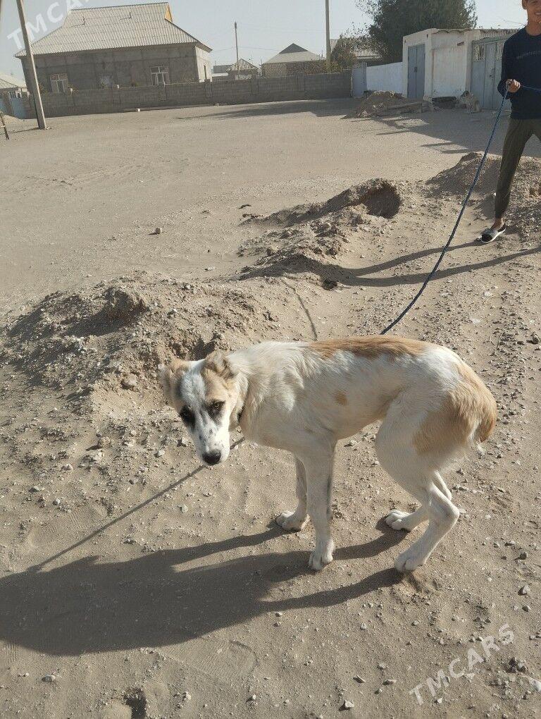 Alabaý - Gumdag - img 3