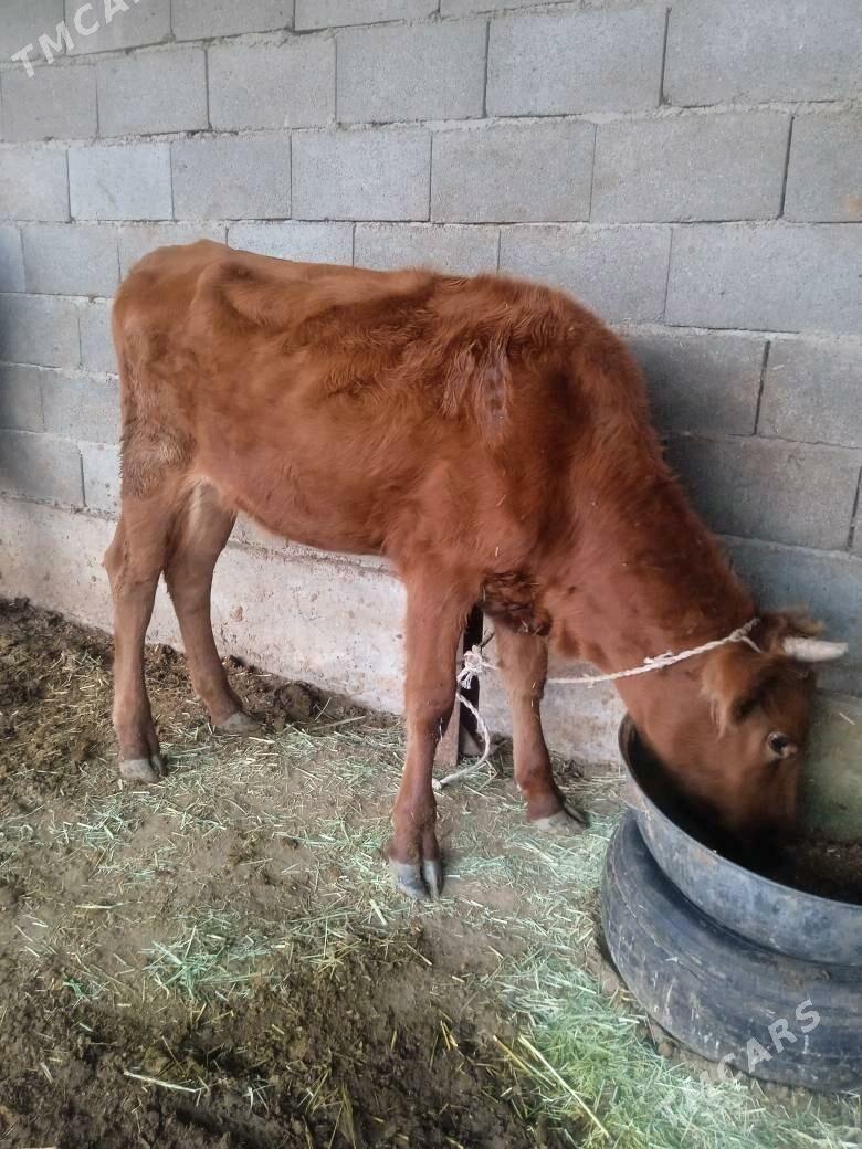 Gysyr Tüwe - Bäherden - img 1