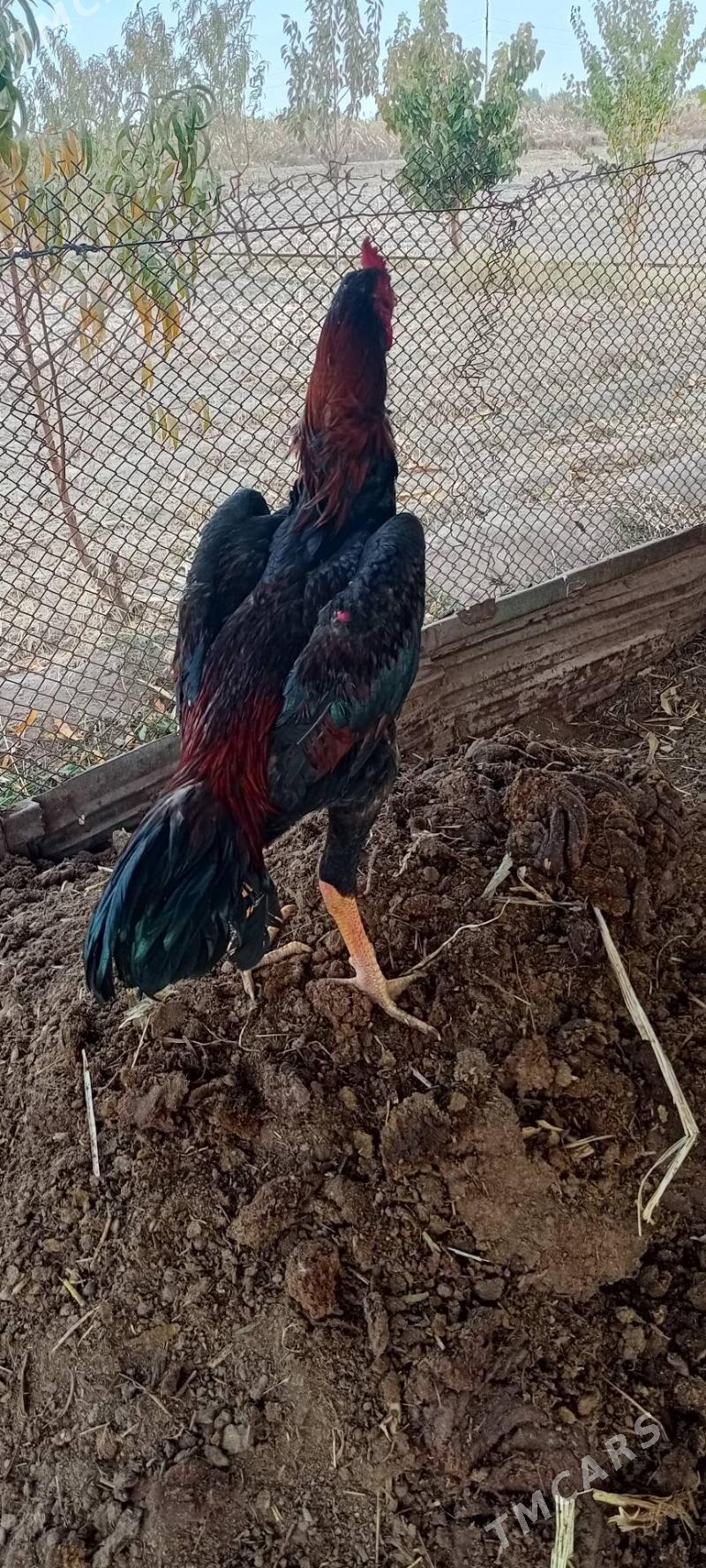 Horaz - Шабатский этрап - img 1