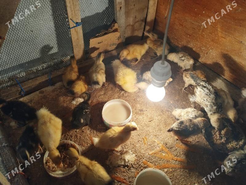 Ördek juje gak gak - Balkanabat - img 5