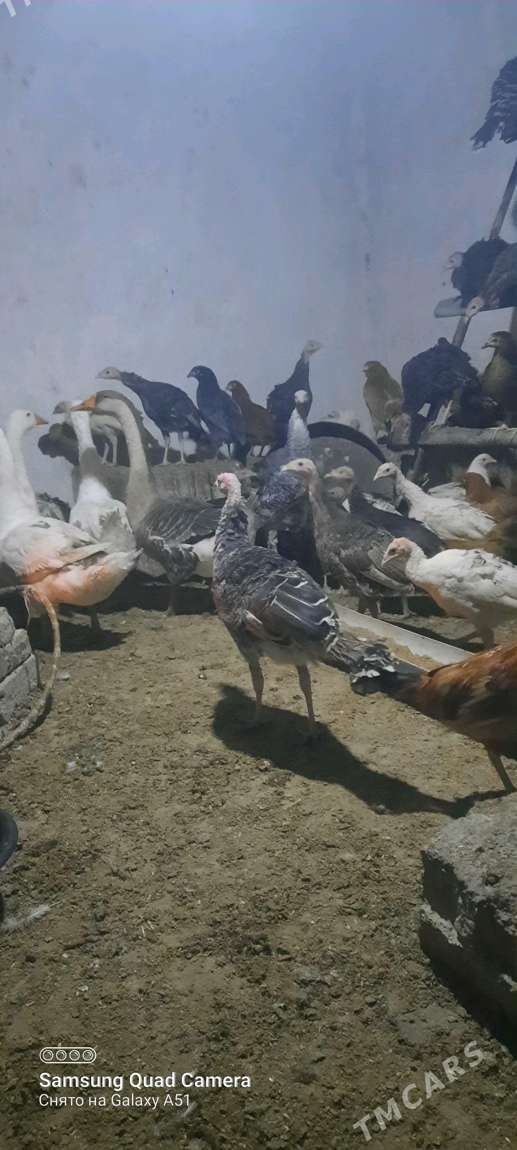 induk jüje - Теджен - img 1